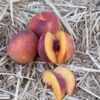 Autumn Marble Peach Tree -Brandt Sales autumn marble peach B