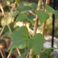 Bamboo Stakes - 7' (Pack Of 10) -Brandt Sales bamboo1 a