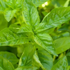 Organic Basil, Sweet (pack) -Brandt Sales basil a