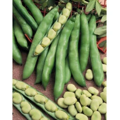 Organic Bean, Fava Broad Windsor (1/2 Lb) -Brandt Sales bean fave 1