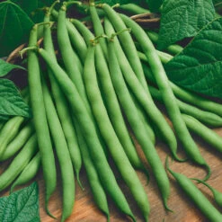 Provider Bush Bean Seeds (Organic) -Brandt Sales bean provider