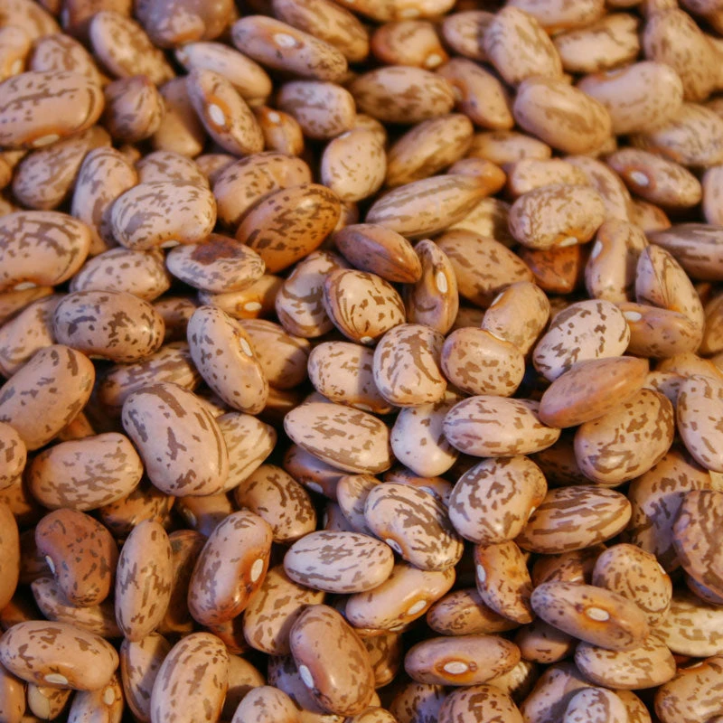 Organic Bean, Pinto (1/2 Lb) 4 Organic Bean, Pinto (1/2 Lb) - Image 2