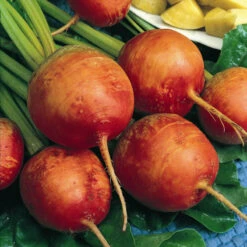 Organic Beet, Golden Detroit (1 Oz) -Brandt Sales beet golden