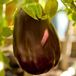 Organic Eggplant, Black Beauty (1 Oz) -Brandt Sales black beauty a 1