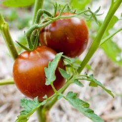 Black Prince Tomato Seeds (Organic) -Brandt Sales black prince 1