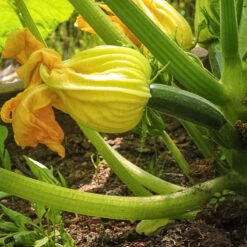 Black Beauty Summer Squash Seeds (Organic) -Brandt Sales black beauty 1