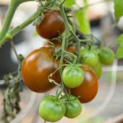 Black Prince Tomato Seeds (Organic) -Brandt Sales black prince 3 17