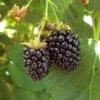 Blackberry - Triple Crown (Thornless) -Brandt Sales blackberry triple crown thornless each