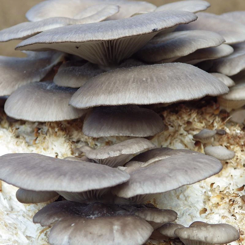 Blue Oyster Mushroom Kit 3 Blue Oyster Mushroom Kit