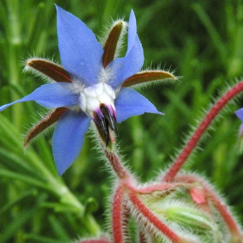 Organic Borage 5 Organic Borage - Image 3