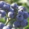 Blueberry - Bluegold (Mid-season) -Brandt Sales blueberry bluegold mid season