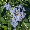 Blueberry - Reka 3.5" (Harvest Early) -Brandt Sales blueberry reka 3 5 harvest early