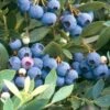 Blueberry - Sunshine Blue (Mid-Late Harvest) -Brandt Sales blueberry sunshine blue mid late harvest