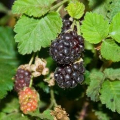 Boysenberry (Thornless)