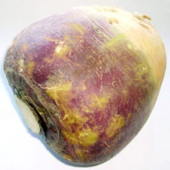 Organic Rutabaga, Joan (1 Oz) -Brandt Sales brassica napus subsp rapifera 1