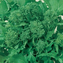 Rapini Broccoli Seeds (Organic) -Brandt Sales broccoli raab spring rappini