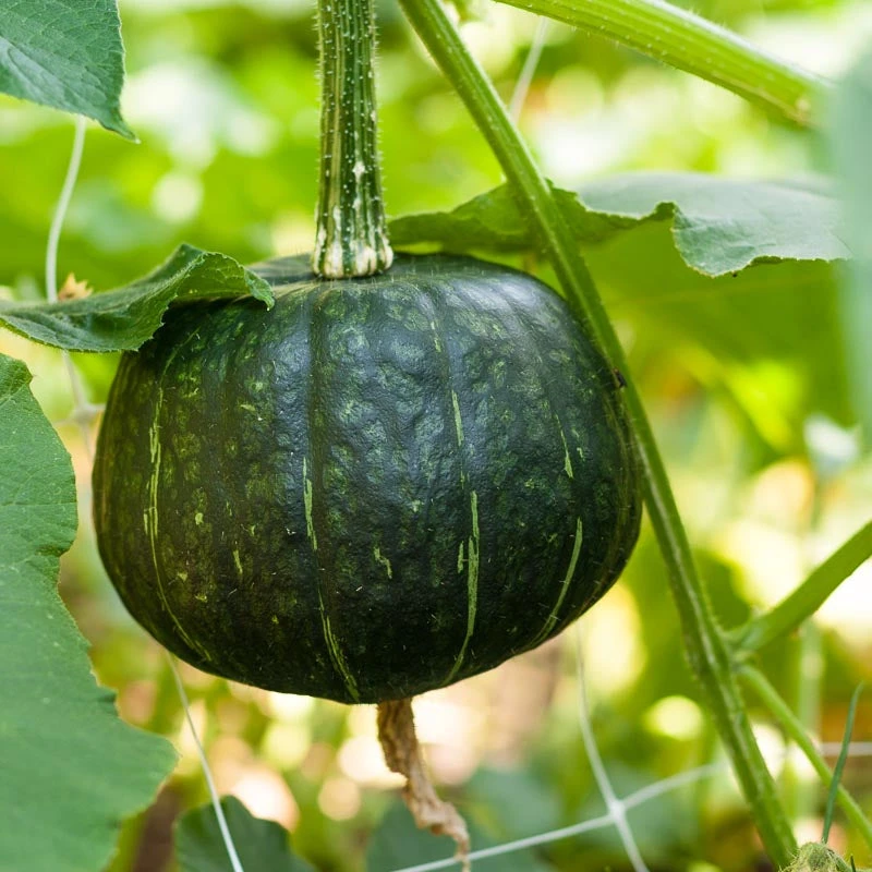 Harvest Mix Winter Squash Seeds (Organic) 4 Harvest Mix Winter Squash Seeds (Organic) - Image 2