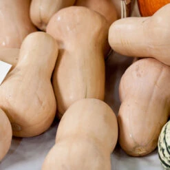 Butternut Winter Squash Seeds (Organic) 8 Butternut Winter Squash Seeds (Organic) -Brandt Sales butternut a