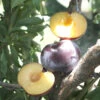 Caramel Kiss Plum Tree -Brandt Sales caramel kiss plum