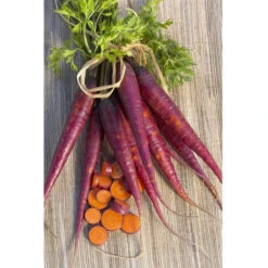 Cosmic Purple Carrot Seeds (Organic) -Brandt Sales carrot cosmic purple 1