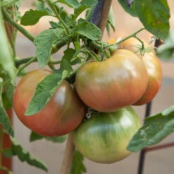 Cherokee Purple Tomato Seeds (Organic) -Brandt Sales cherokee purple 4