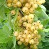 Cherry White Currant -Brandt Sales cherry white currant each