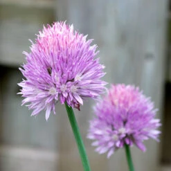 Organic Chives, Common 8 Organic Chives, Common -Brandt Sales chives flower 1