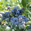Organic Blueberry Colibri (Ea) -Brandt Sales colibri blueberry BYB