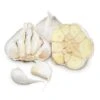 Conventionally Grown Garlic, California Early White (lb) -Brandt Sales conventionally grown garlic california early white lb