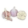 Conventionally Grown Garlic, Georgian Fire (lb) 2 Conventionally Grown Garlic, Georgian Fire (lb) -Brandt Sales conventionally grown garlic georgian fire lb