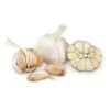 Conventionally Grown Garlic, German Red (lb) 2 Conventionally Grown Garlic, German Red (lb) -Brandt Sales conventionally grown garlic german red lb