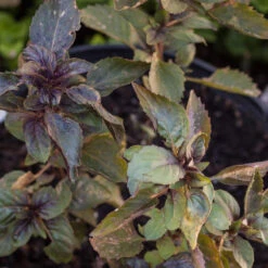 Organic Basil, Culinary Blend (pack) -Brandt Sales corsican basil 2 1