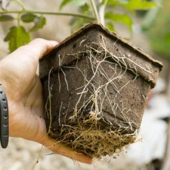 CowPots - 3" Square 6 Pack (Pack Of 3) -Brandt Sales cowpot roots