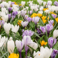 Giant Crocus Bulb Mix (Pack Of 30) -Brandt Sales crocus giant mixed