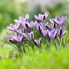 "Spring Beauty" Crocus Bulbs (Pack Of 15) -Brandt Sales crocus snow spring beauty