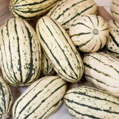 Organic Squash, Winter Delicata (1 Oz) 8 Organic Squash, Winter Delicata (1 Oz) -Brandt Sales delicata a