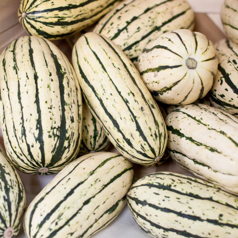 Organic Squash, Winter Delicata (1 Oz) 5 Organic Squash, Winter Delicata (1 Oz) - Image 3