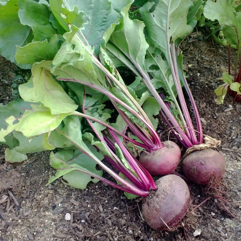 Detroit Dark Red Beet Seeds (Organic) 5 Detroit Dark Red Beet Seeds (Organic) - Image 3