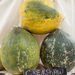 Crenshaw Melon Seeds (Organic) -Brandt Sales expo 0150 1