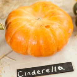 Cinderella Pumpkin Seeds (Organic) -Brandt Sales expo 0236