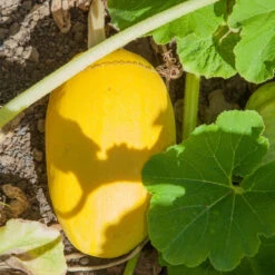 Spaghetti Winter Squash Seeds (Organic) -Brandt Sales fl 0029 1