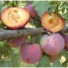 Flavor King Plumcot Tree -Brandt Sales flavor king plumcot B