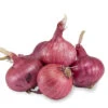 Onion Sets Dutch - Red Baron (Pack Of 75) -Brandt Sales fp070 web 1 1 a374795c da90 4489 affe e5cd74e6f79f