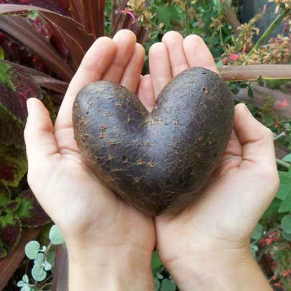 Fall-Planted Organic All Blue Seed Potatoes (lb) 4 Fall-Planted Organic All Blue Seed Potatoes (lb) - Image 2