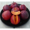 Freckle Face Nectarine Tree -Brandt Sales freckle face nectarine B