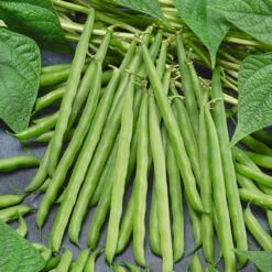 French Garden Bean Seeds (Organic) -Brandt Sales french bean 1