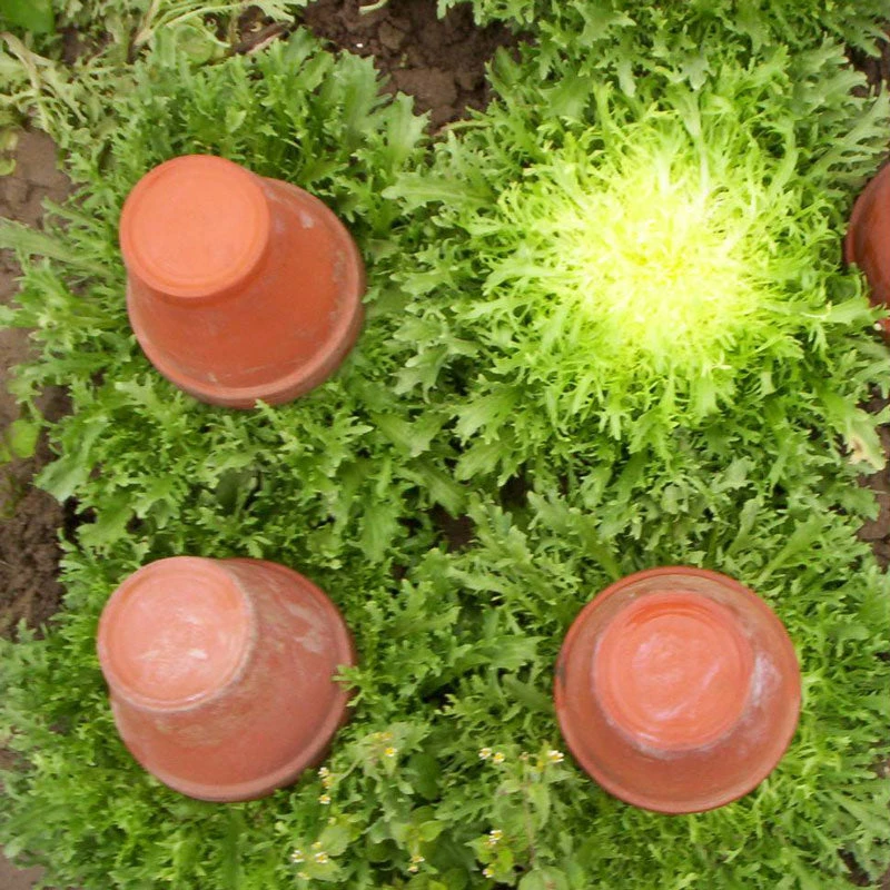 Organic Greens, Endive, Frisee (1/4 Lb) 4 Organic Greens, Endive, Frisee (1/4 Lb) - Image 2