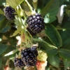 Blackberry - Chester (Thornless) -Brandt Sales fv303 web