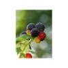 Raspberry Black Jewel -Brandt Sales fv319 web