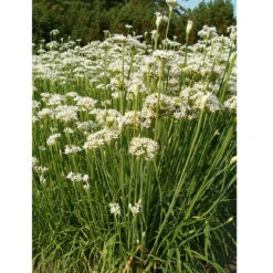 Organic Chives, Garlic -Brandt Sales garlic chives web